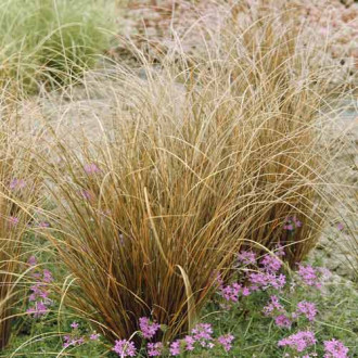 Карекс Red Rooster PBR, С3 изображение 2