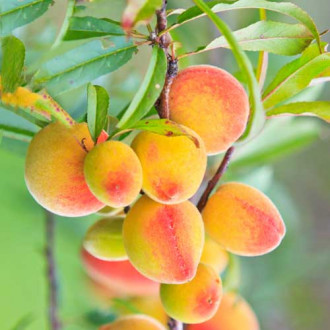 Кайсия (columnar) Perla изображение 1