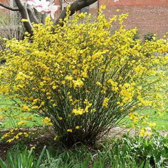 Керия японска Golden Guinea изображение 1