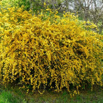 Kerria japonica Aureovariegata imagine 2