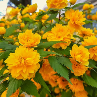 Kerria japonica Pleniflora, С2 изображение 18