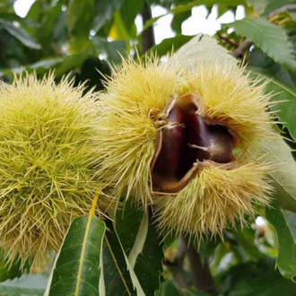 Кестен Melivoias, С2 изображение 1