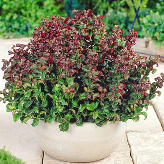 Kiścień Curly Red