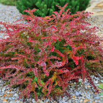 Берберис Golden Ring, P9 изображение 3