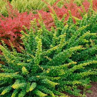 Кисел трън Green ornament изображение 6