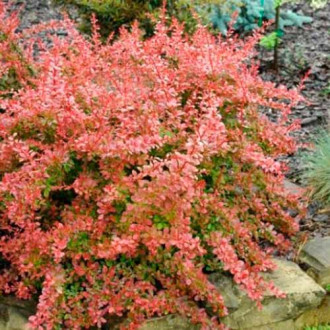 Кисел трън Red Carpet изображение 5