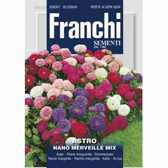 Китайска градинска астра Minune, смес от цветове изображение 2
