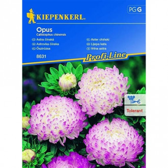 Китайска астра Opus изображение 2