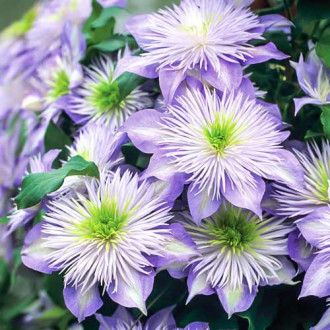 Clematis (Powojnik) Crystal Fountain interface.image 17