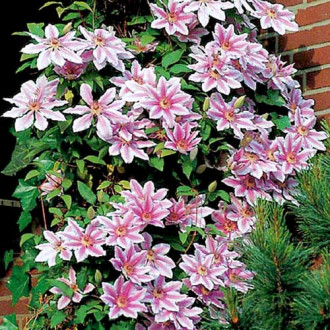 Clematis (Powojnik) Nelly Moser interface.image 15