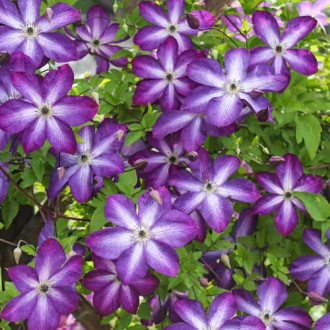 Клематис Venosa Violacea, Р9 изображение 2