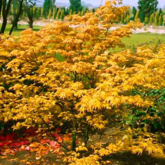 Клен японски Orange Dream изображение 1