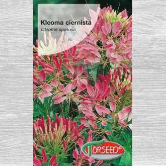 Kleome (Cleome) ciernista różowa interface.image 5
