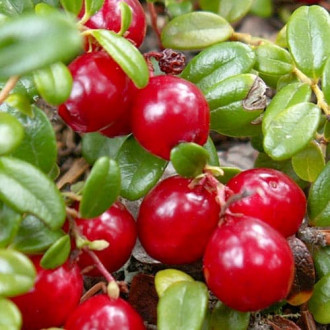 Клюква (червена боровинка) Howes изображение 6