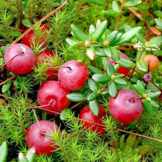 Клюква (червена боровинка) Mcfarlin изображение 7