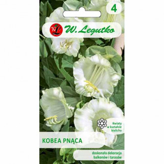 Kobea pnąca biała Legutko Legutko interface.image 3