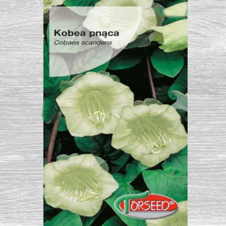 Kobea pnąca biała interface.image 6