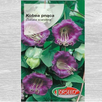 Kobea pnąca fioletowa interface.image 2