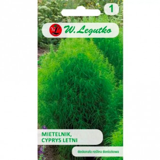 Кохия (Kochia Scoparia) Legutko изображение 1