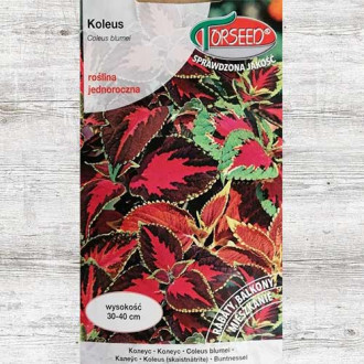 Koleus, mieszanka interface.image 5