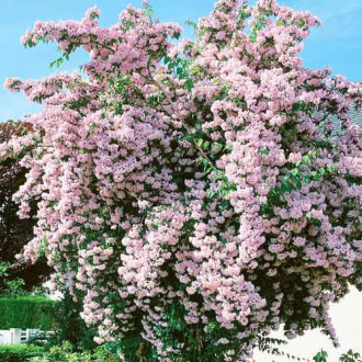 Kolkwitzia amabilis Pink Cloud imagine 1