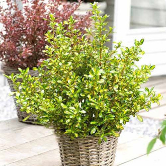 Koprosma (Coprosma) Lemon and Lime interface.image 1