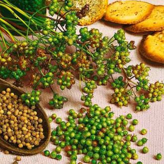 Кориандър Marino изображение 6