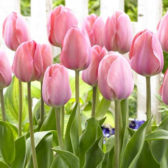 Korzystny zakup! Tulipan Darwina Mystic van Eijk interface.image 13
