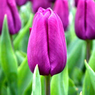 Korzystny zakup! Tulipan Purple Prince interface.image 7