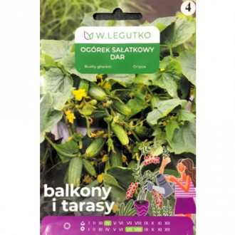 Краставица Dar изображение 2