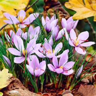 Krokus Sativus (Szafran) interface.image 8