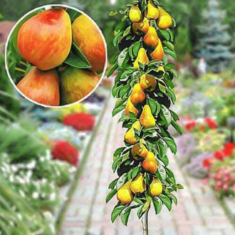 Круша колона ранно изображение 8