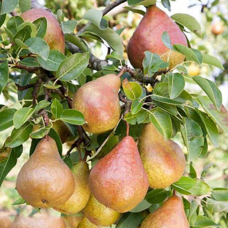 Круша Krystalia изображение 11