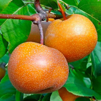 Круша Nashi изображение 12