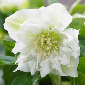 Кукуряк Double Ellen White изображение 6