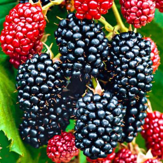 Къпина Big Maks XXL изображение 10