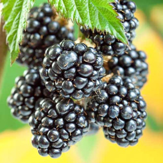 Къпина Gigant, Р9 изображение 1