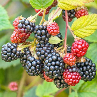 Къпина Navaho изображение 9