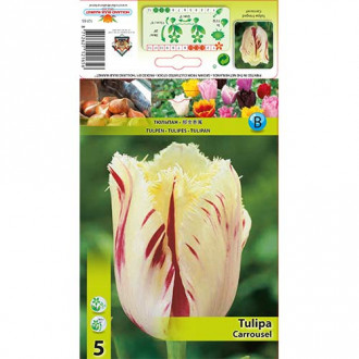 Лале Carrousel изображение 14