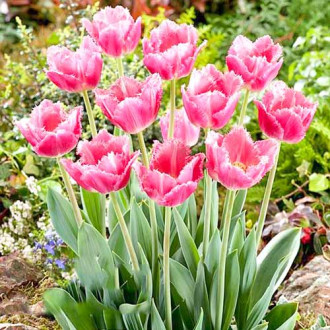 Лале Dallas изображение 9