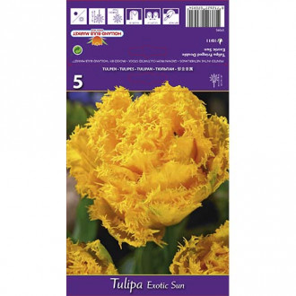 Лале Exotic Sun изображение 13