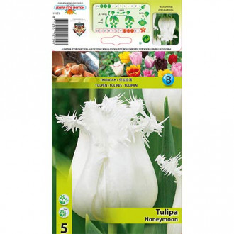 Лале Honeymoon изображение 9