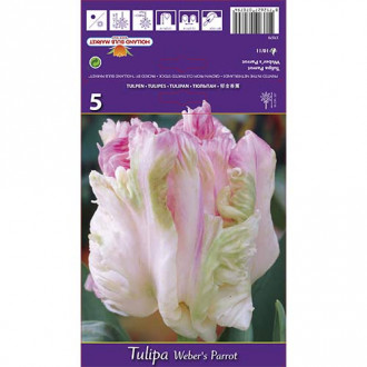 Лале Weber's Parrot изображение 4