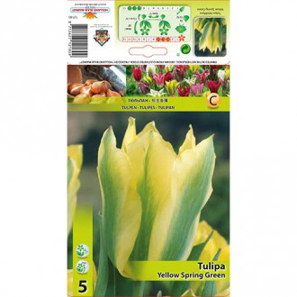 Лале Yellow Spring Green изображение 8