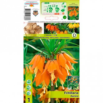 Lalea imperială (Fritillaria) Aurora imagine 4