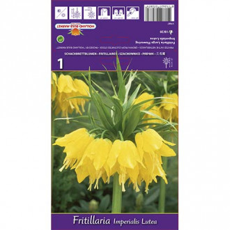 Lalea imperială (Fritillaria) Lutea imagine 6