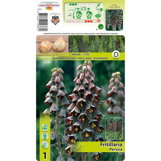 Lalea imperială (Fritillaria) Persica imagine 8
