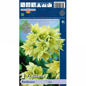 Lalea imperială (Fritillaria) Raddeana imagine 9