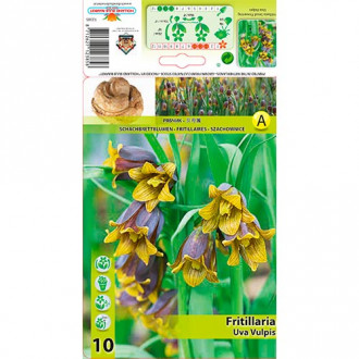 Lalea imperială (Fritillaria) Uva Vulpis imagine 3