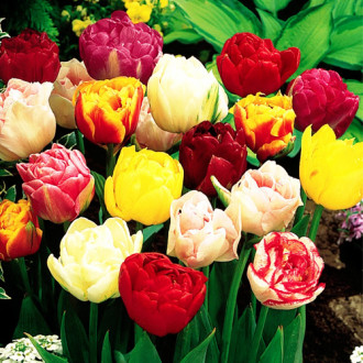 Lalele Dressing, Mix de culori imagine 2